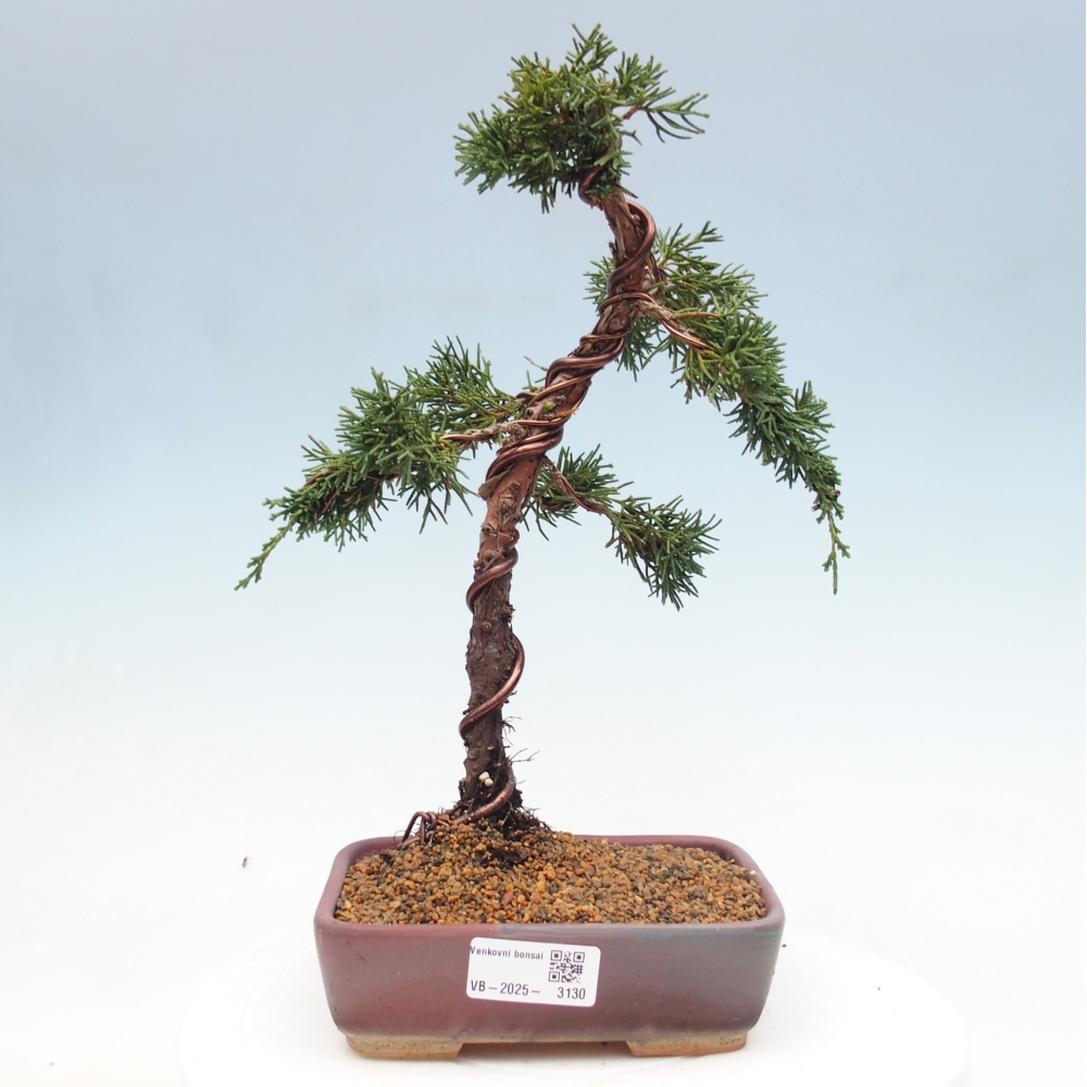 Kültéri bonsai - Juniperus chinensis Kishu