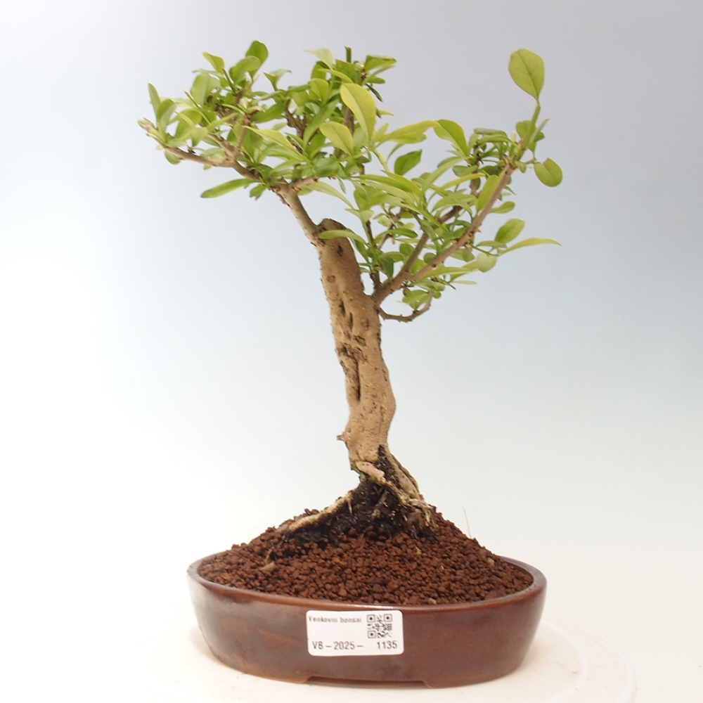 Kültéri bonsai - Prunus spinosa