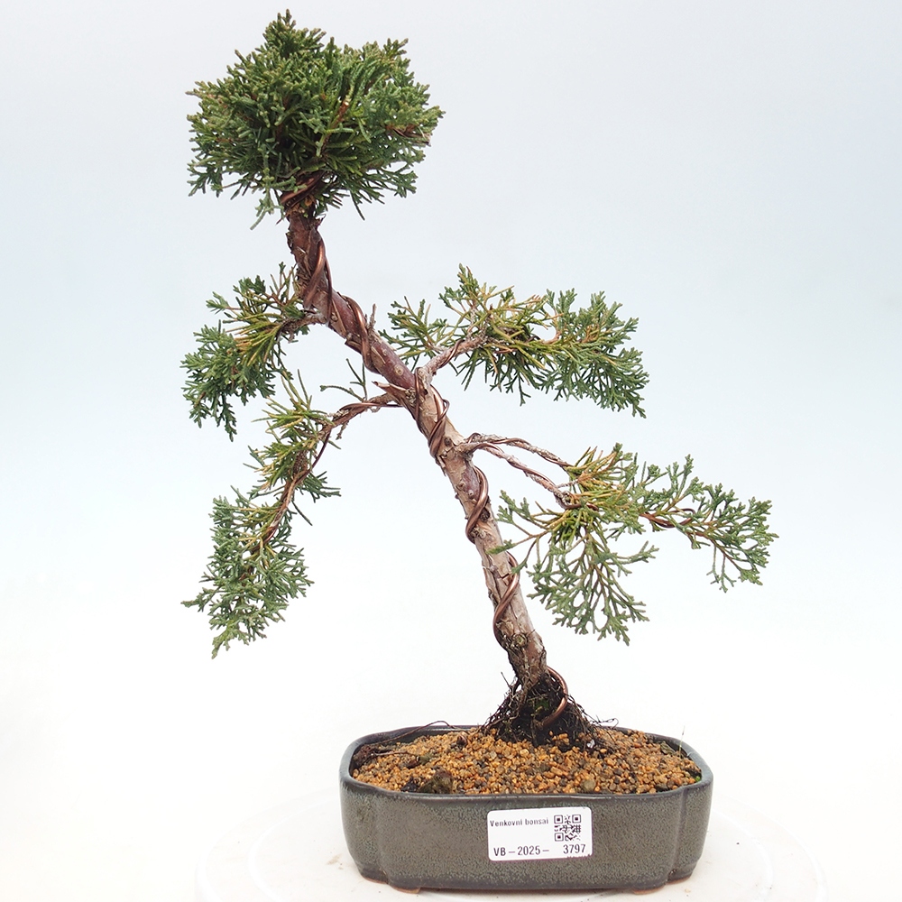 Kültéri bonsai - Juniperus chinensis Kishu