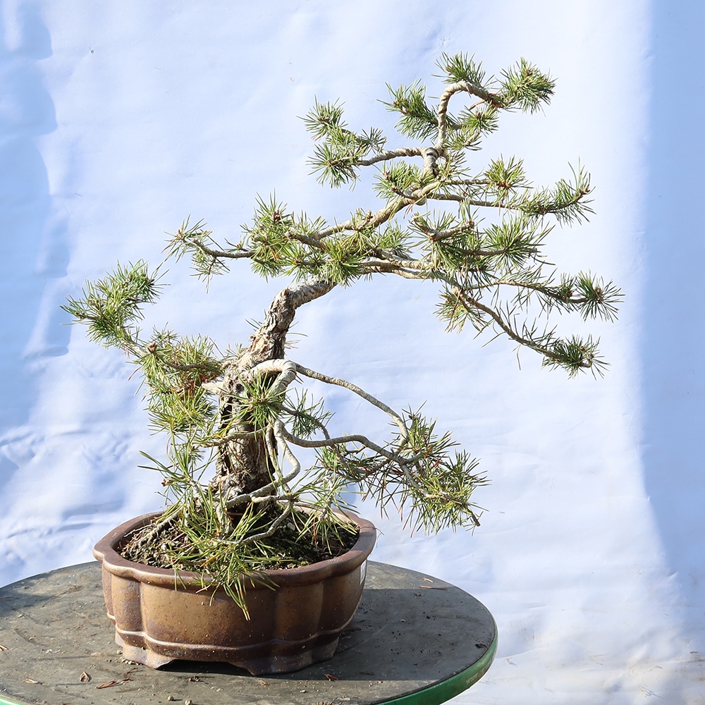Pinus sylvestris Spanyolország – erdei fenyő