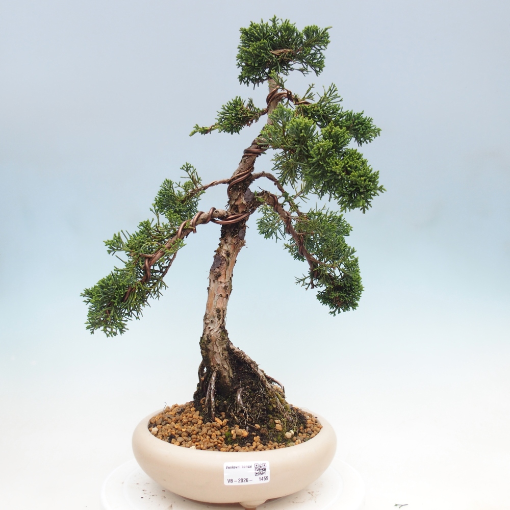 Kültéri bonsai - Juniperus chinensis Kishu