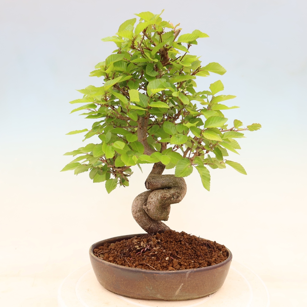 Kültéri bonsai -Carpinus Coreana - Koreai gyertyánfa