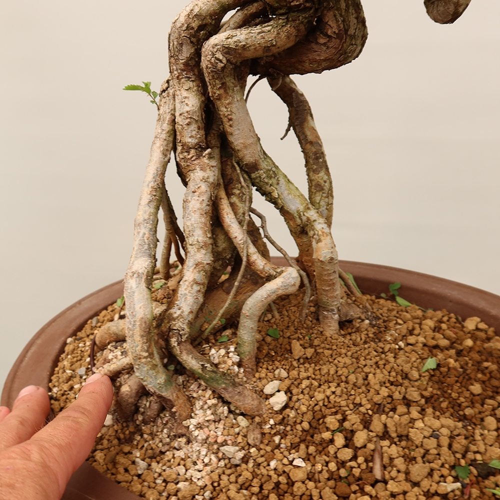 Kültéri bonsai - Zelkova - Zelkova NIRE