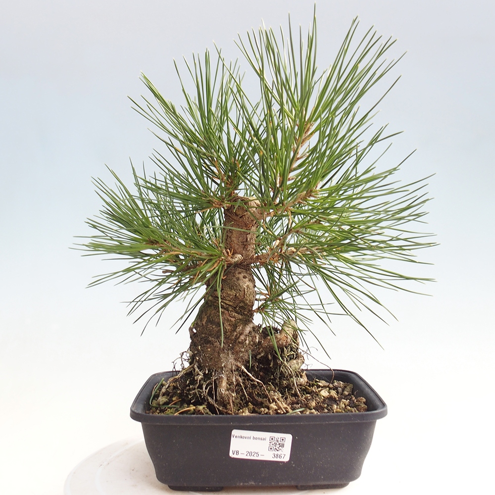 Kültéri bonsai - Pinus thunbergii - Thunberg fenyő