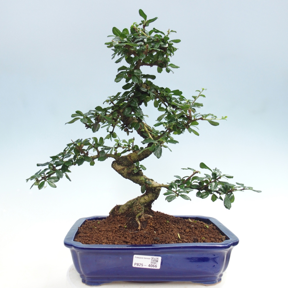 Szobai bonsai - Carmona macrophylla - Tea fuki