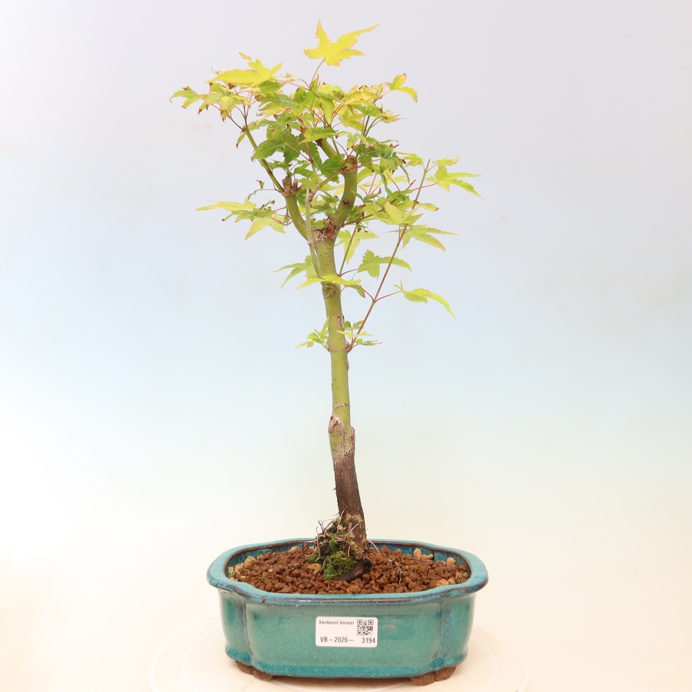 Acer palmatum Aureum - Arany juhar