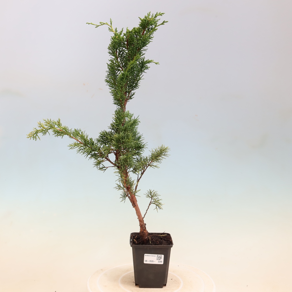 Kültéri bonsai - Juniperus chinensis Kishu