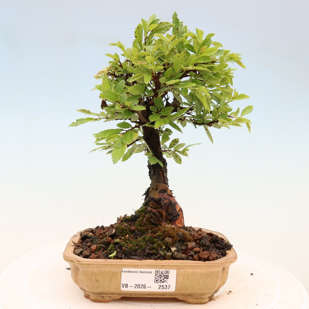 Kültéri bonsai - Zelkova - Zelkova NIRE