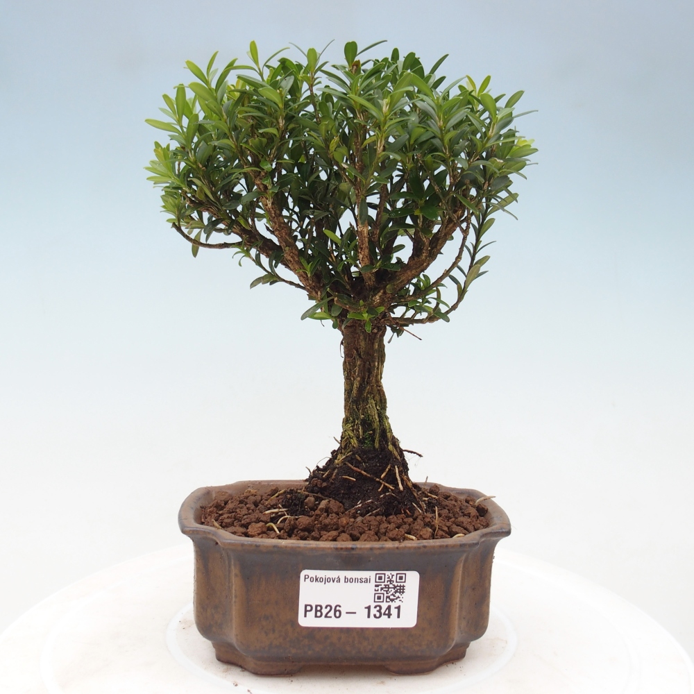 Szobai bonsai - Buxus harlandii - parafa buxus