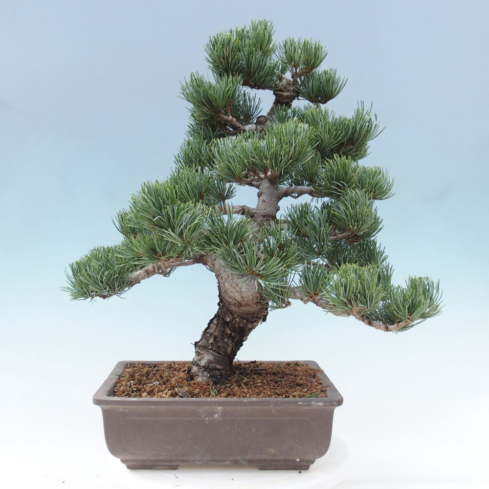 Kültéri bonsai - Pinus parviflora - Pinus parviflora