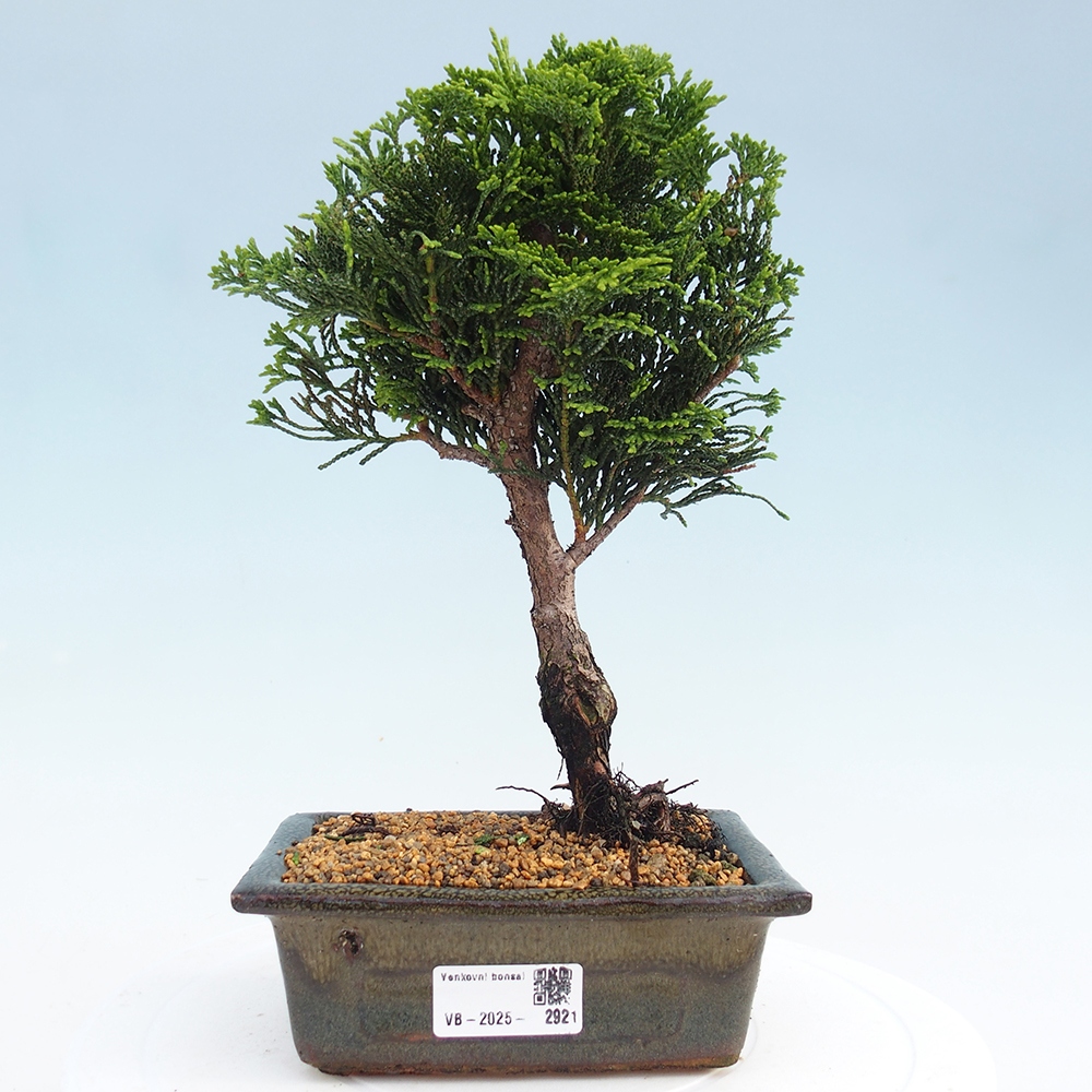 Kültéri bonsai - Cham.pis obtusa Nana Gracilis - ciprus