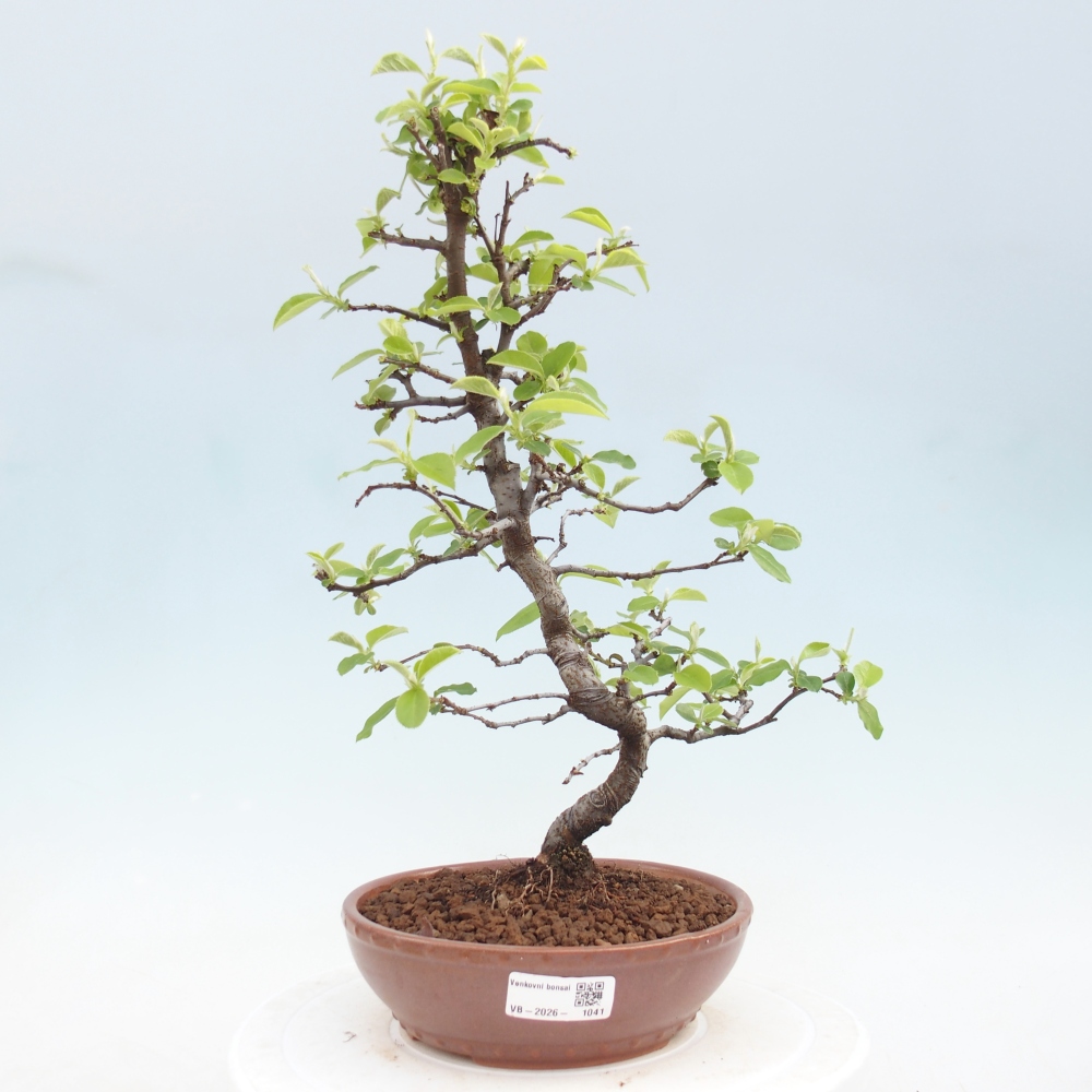Kültéri bonsai - Chaneomeles chinensis