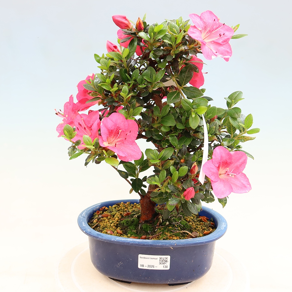 Kültéri bonsai - Japán azálea - Azalea Kobai