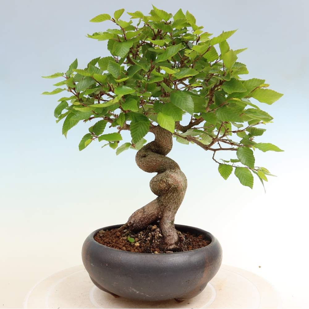 Kültéri bonsai -Carpinus Coreana - Koreai gyertyánfa