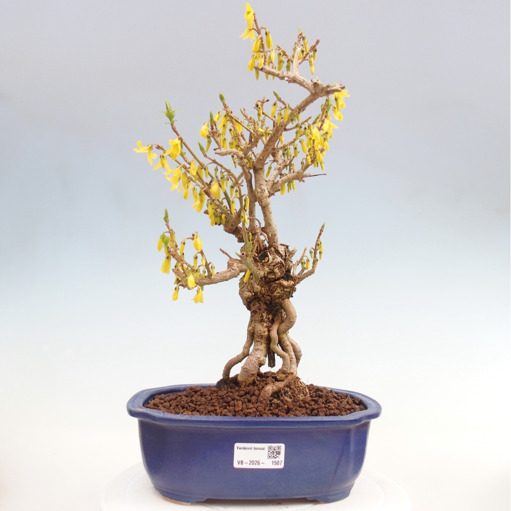 Kültéri bonsai - Zlatice - Forsythia koreana