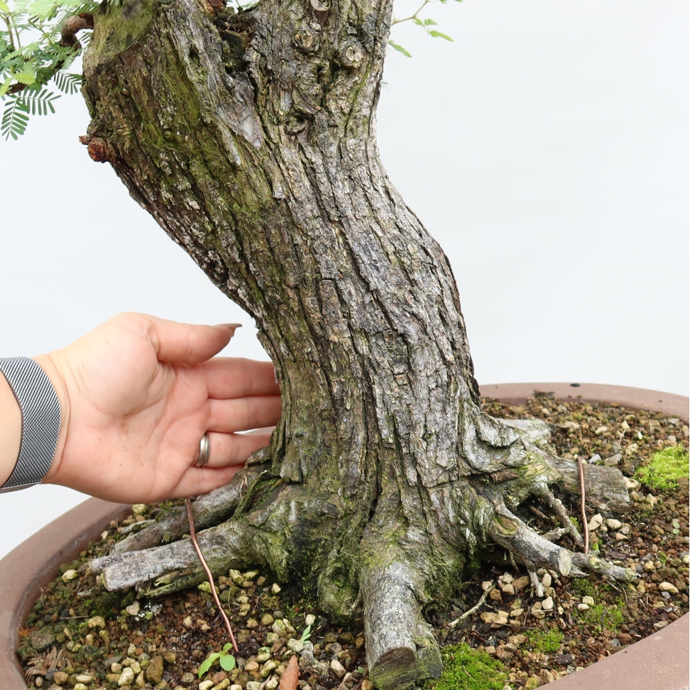 Szobai bonsai - Acacias Arabica
