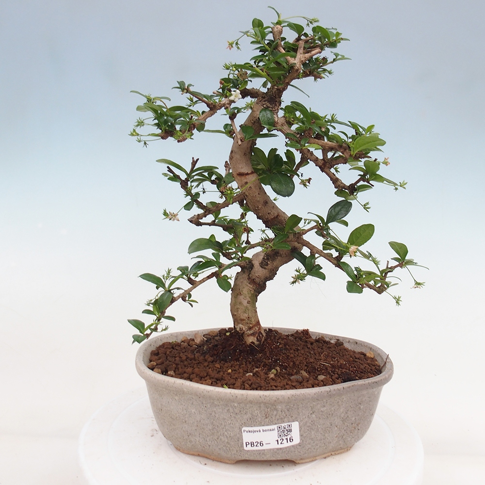 Szobai bonsai - Carmona macrophylla - Tea fuki
