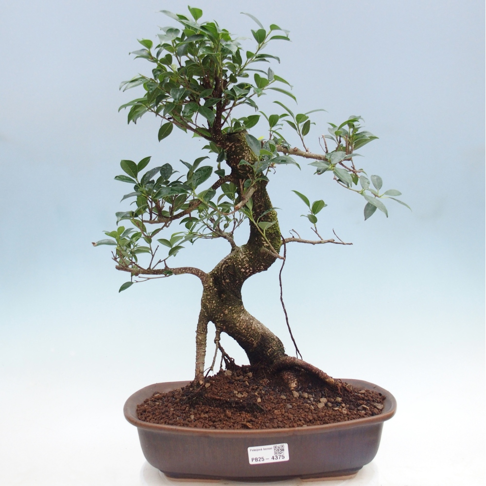 Szobai bonsai - Ficus retusa - kislevelű fikusz