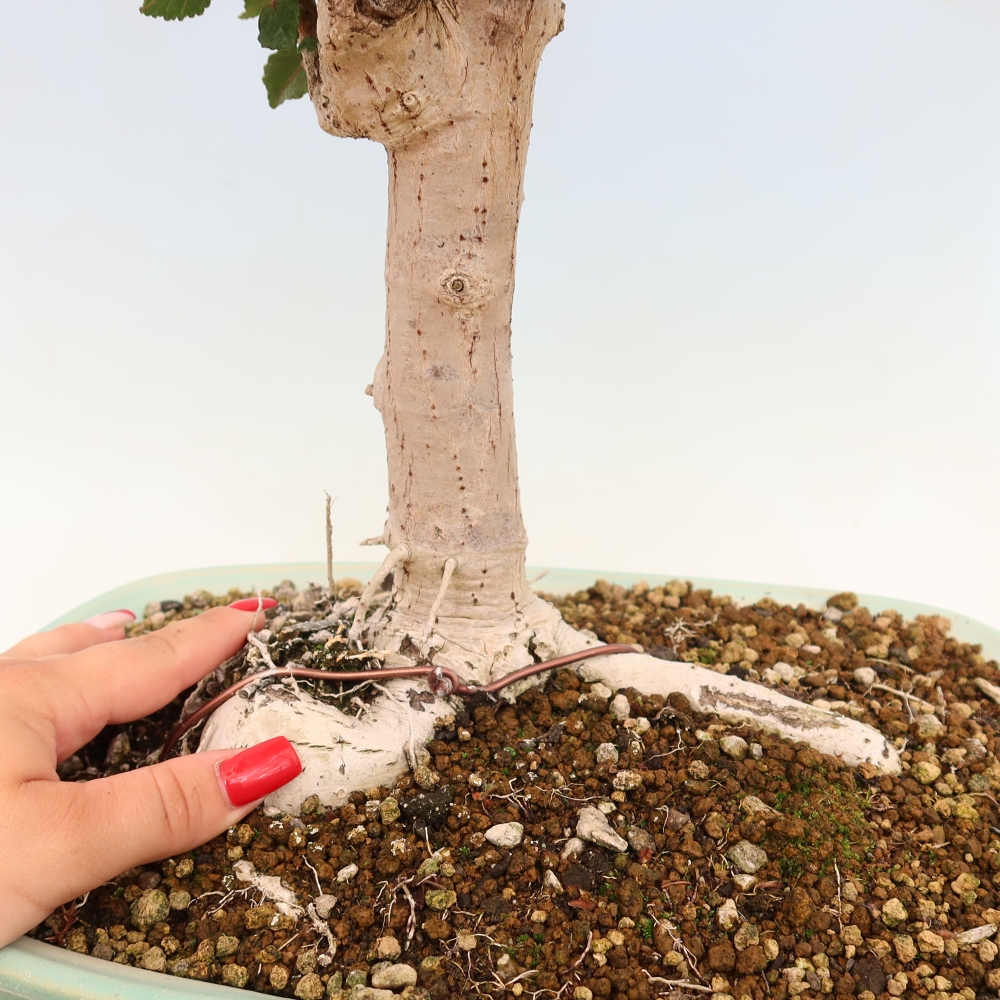 Beltéri bonsai - Hibiscus tiliaceus - tengeri hibiszkusz
