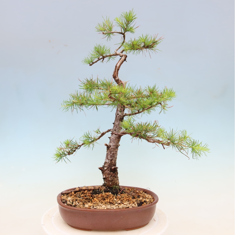 Kültéri bonsai - Larix decidua - vörösfenyő