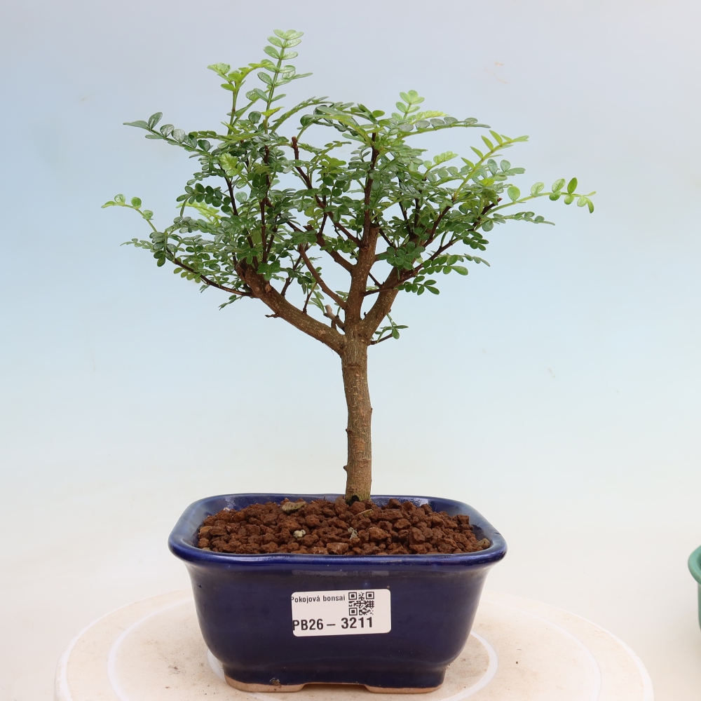 Szobai bonsai - Zantoxylum piperitum - borsfa