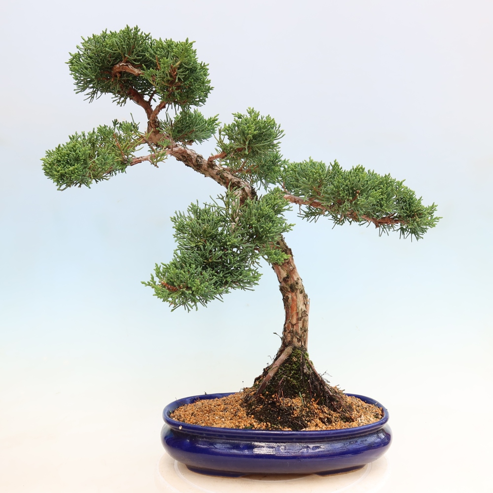 Kültéri bonsai - Juniperus chinensis Kishu