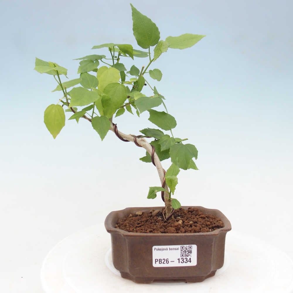 Beltéri bonsai - Malvaviscus arboreus
