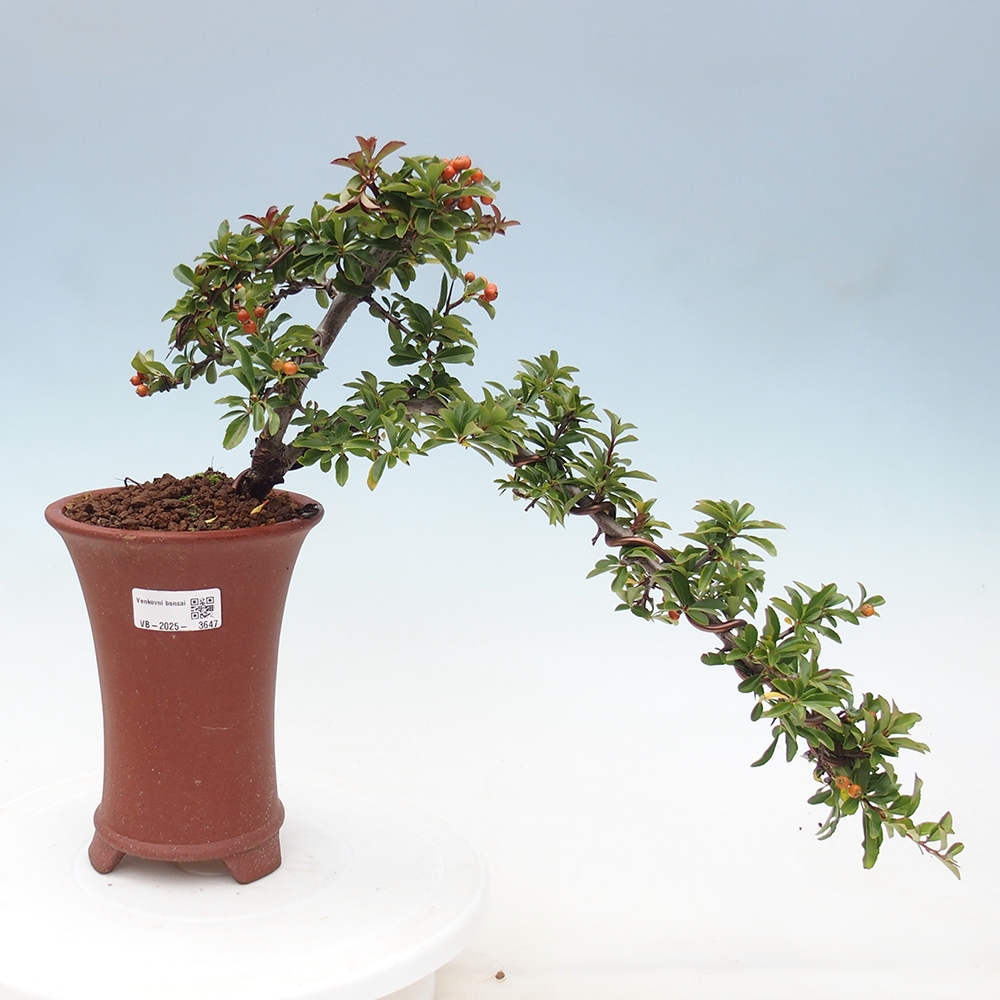 Kültéri bonsai-Pyracantha Teton - Hlox