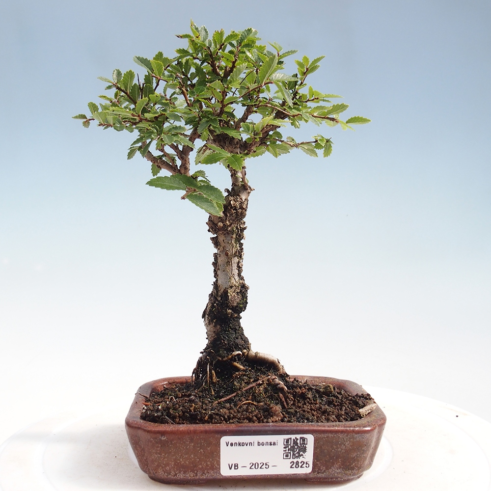 Kültéri bonsai - Zelkova - Zelkova NIRE