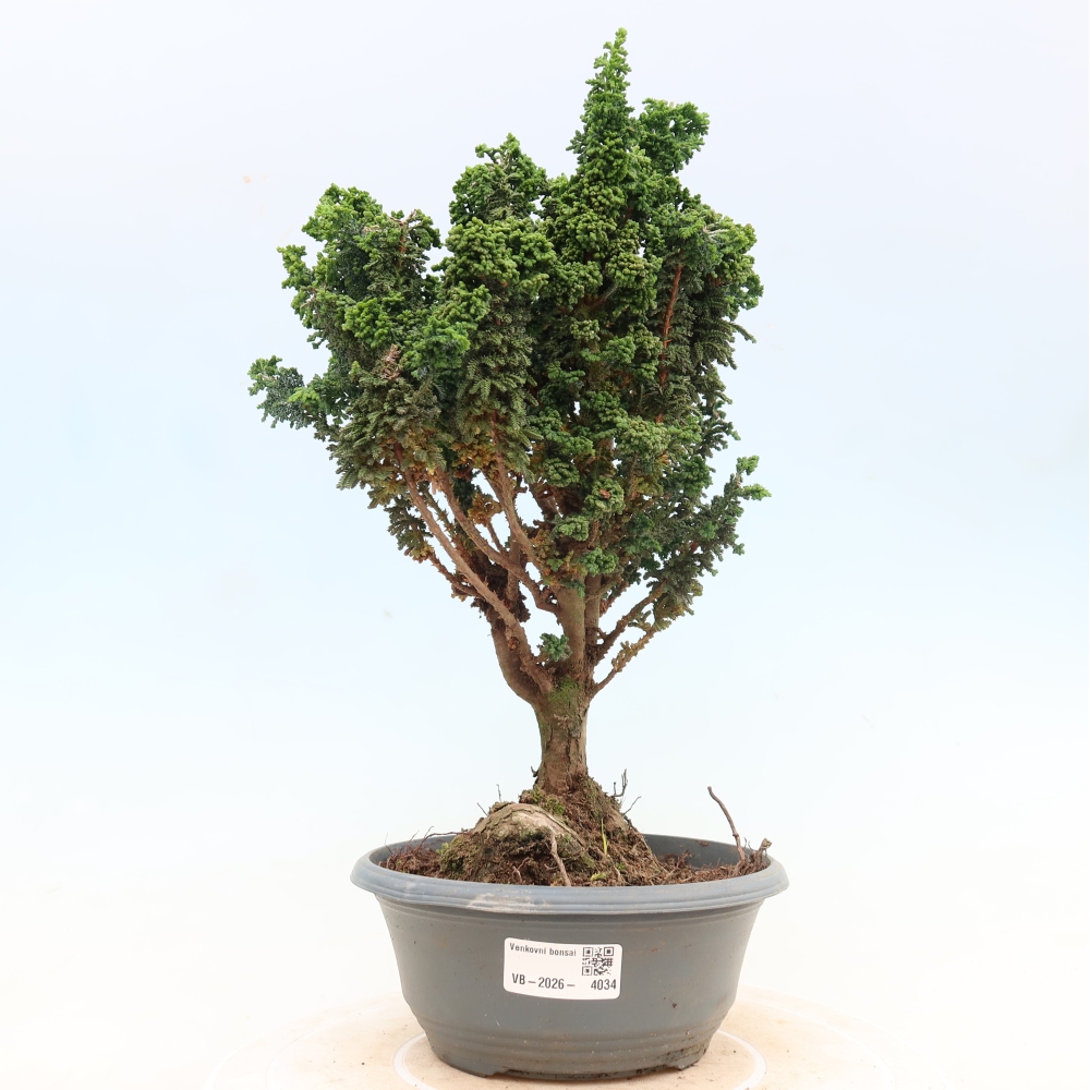 Kültéri bonsai - Cham. obtusa SEKKA HINOKI - Cifra ciprus