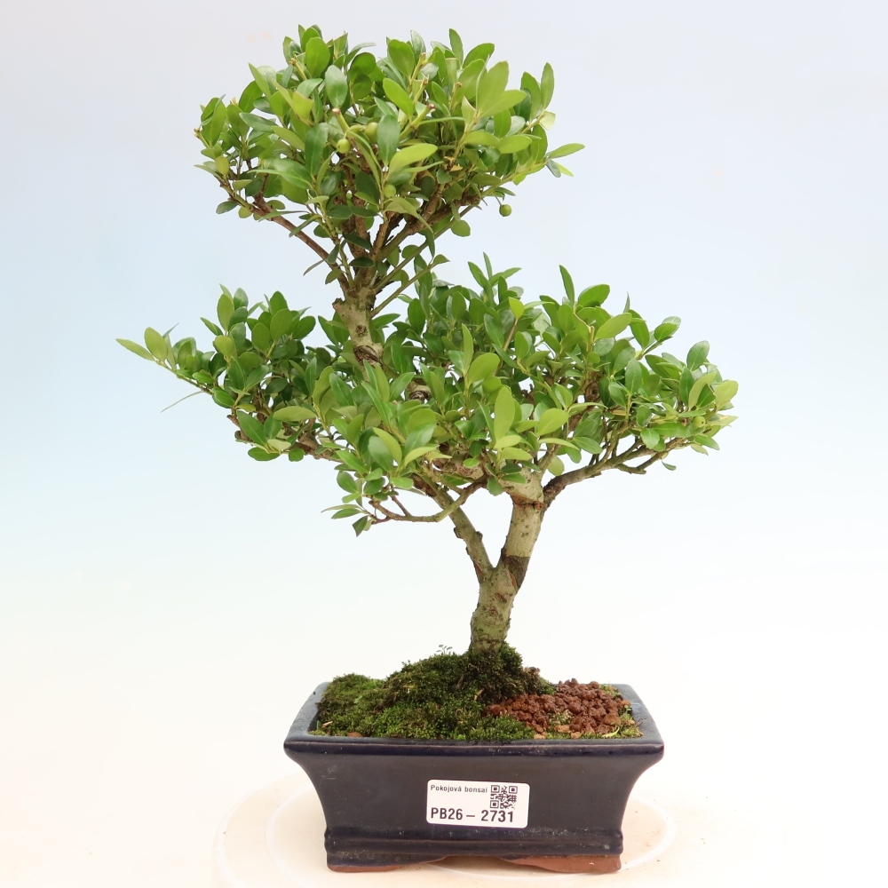 Szobai bonsai - Ilex crenata - Holly