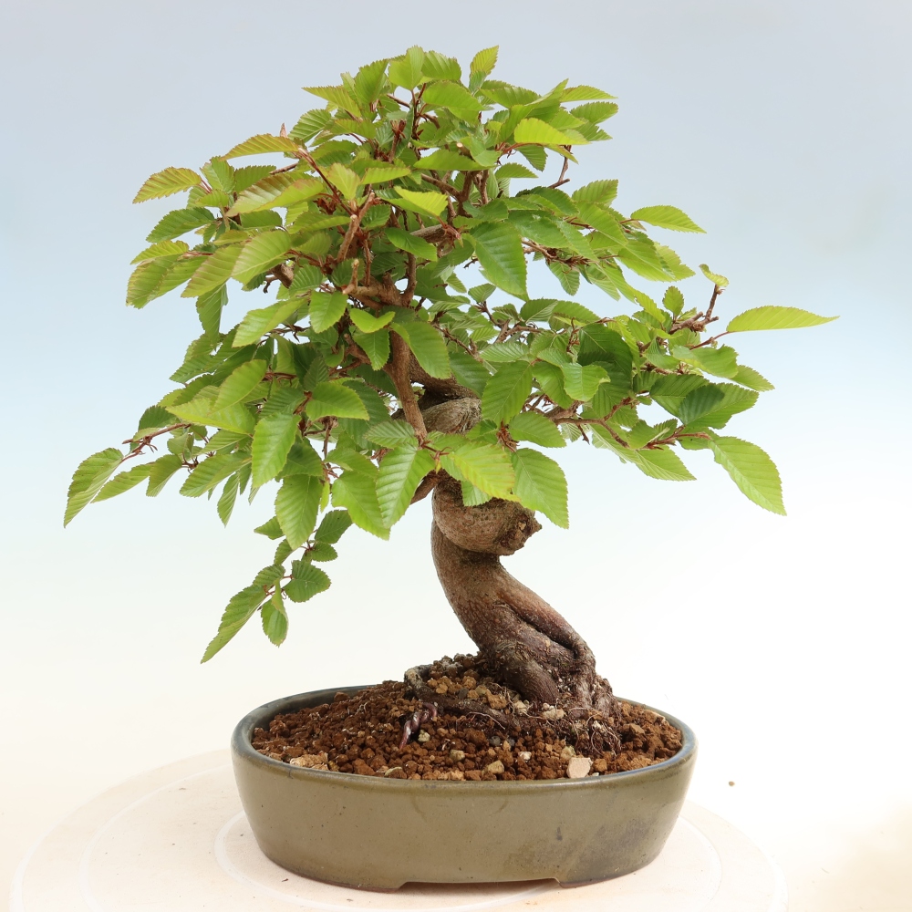 Kültéri bonsai -Carpinus Coreana - Koreai gyertyánfa