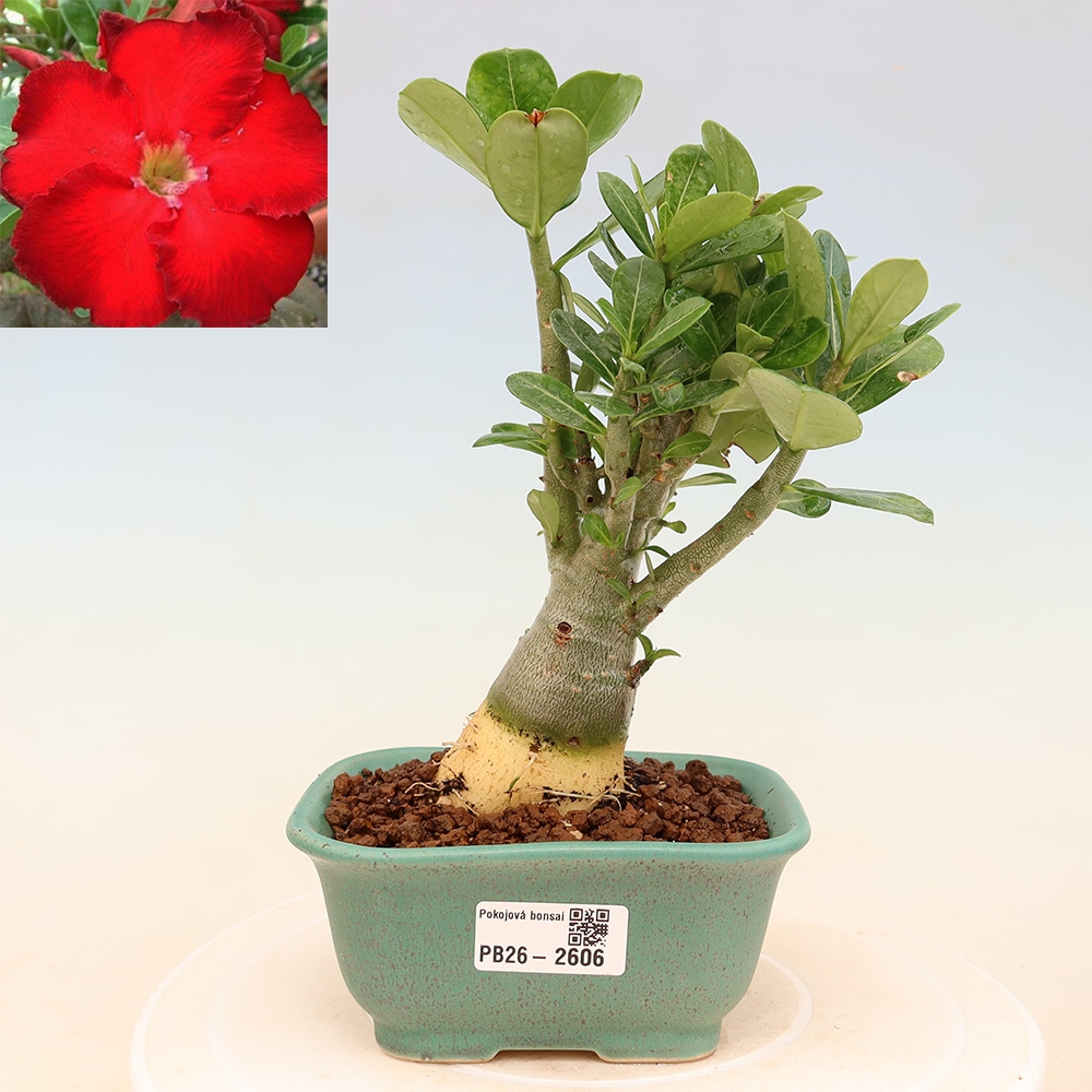 Szobabonsai – Adenium obesum Red Star – Sivatagi rózsa