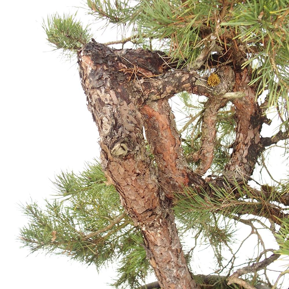 Yamadori - Pinus sylvestris Spanyolország