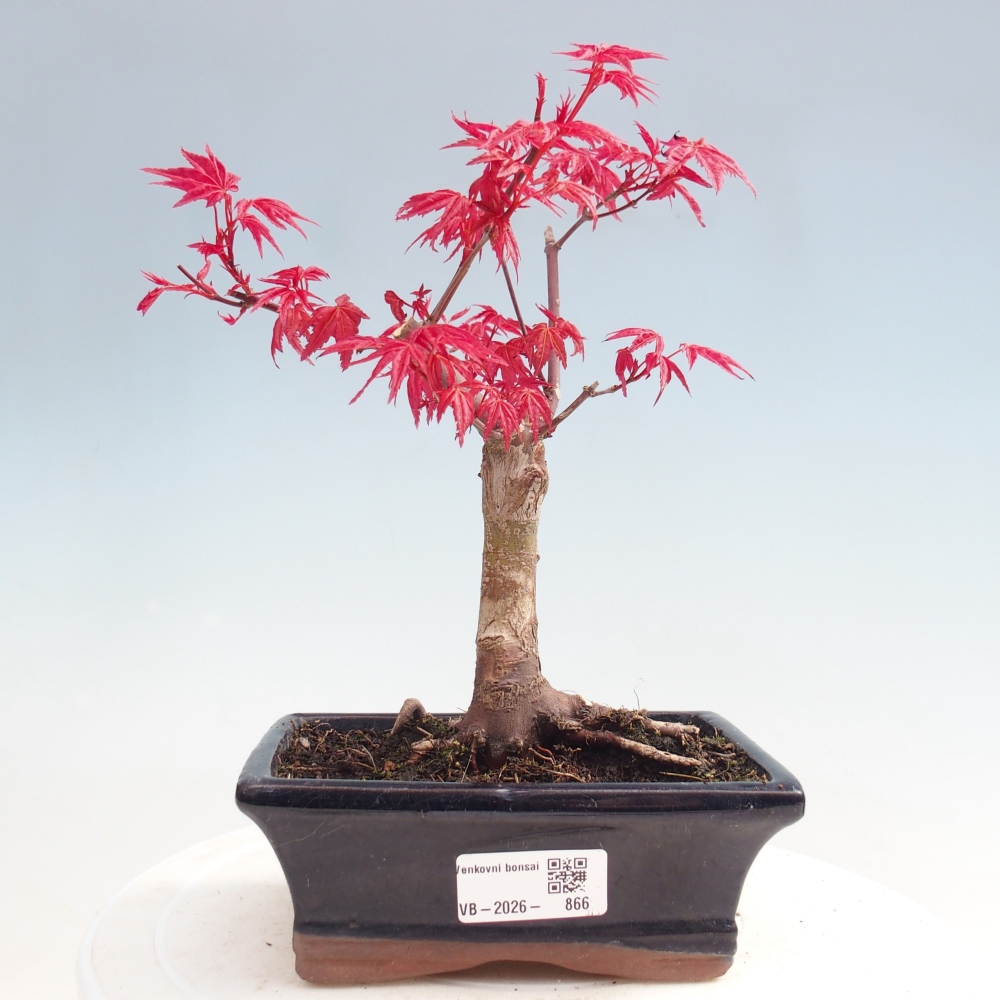Kültéri bonsai - Acer palmatum DESHOJO