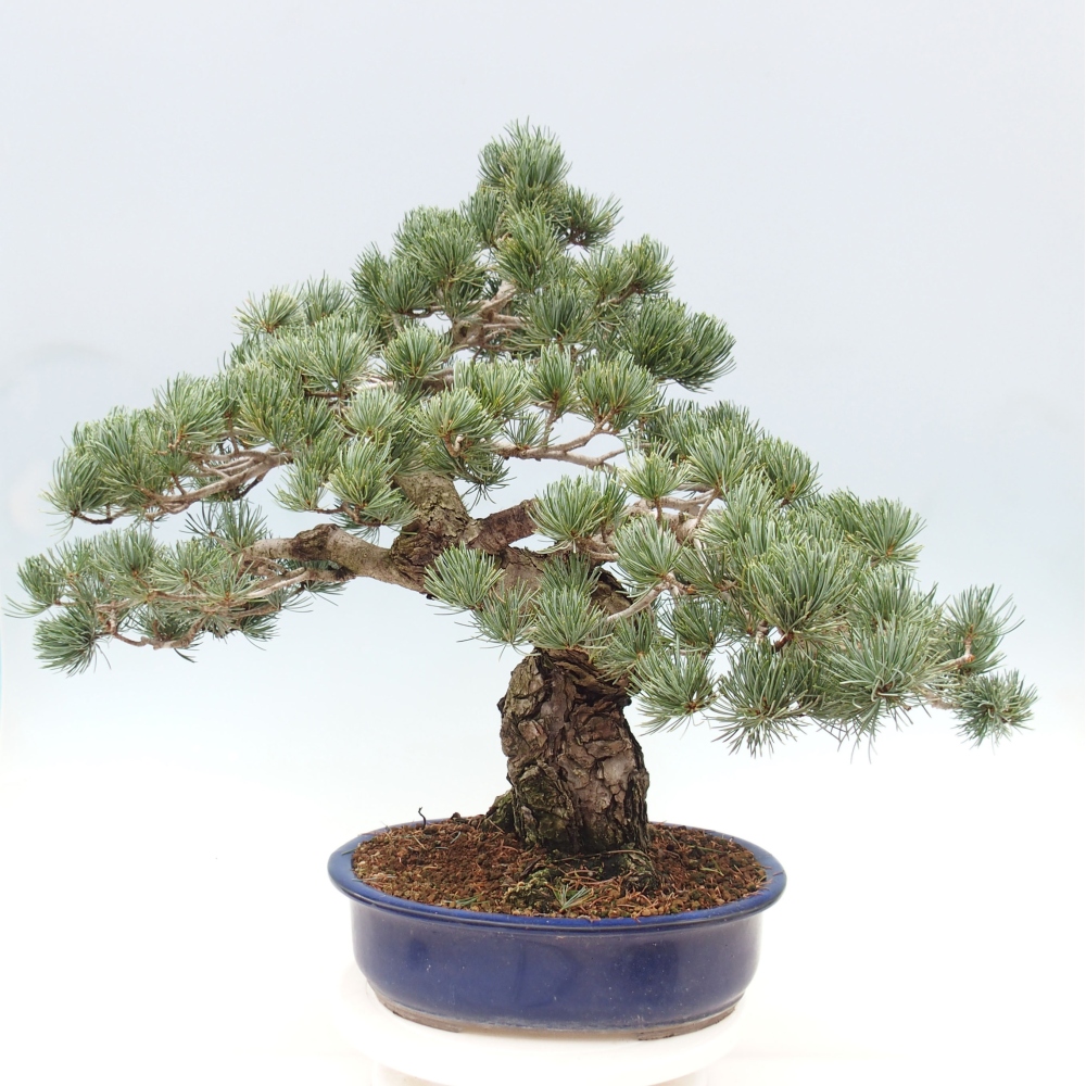 Kültéri bonsai - Pinus parviflora - Pinus parviflora