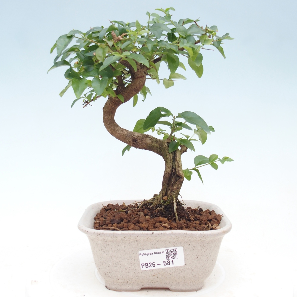 Szobai bonsai -Ligustrum chinensis - Madárcsőr