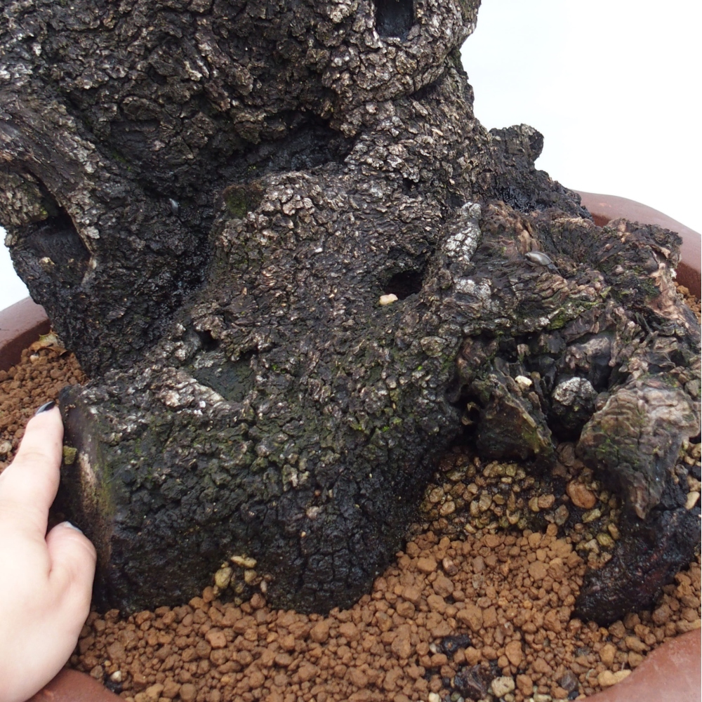 Yamadori - Quercus Ilex - Tölgy magyal