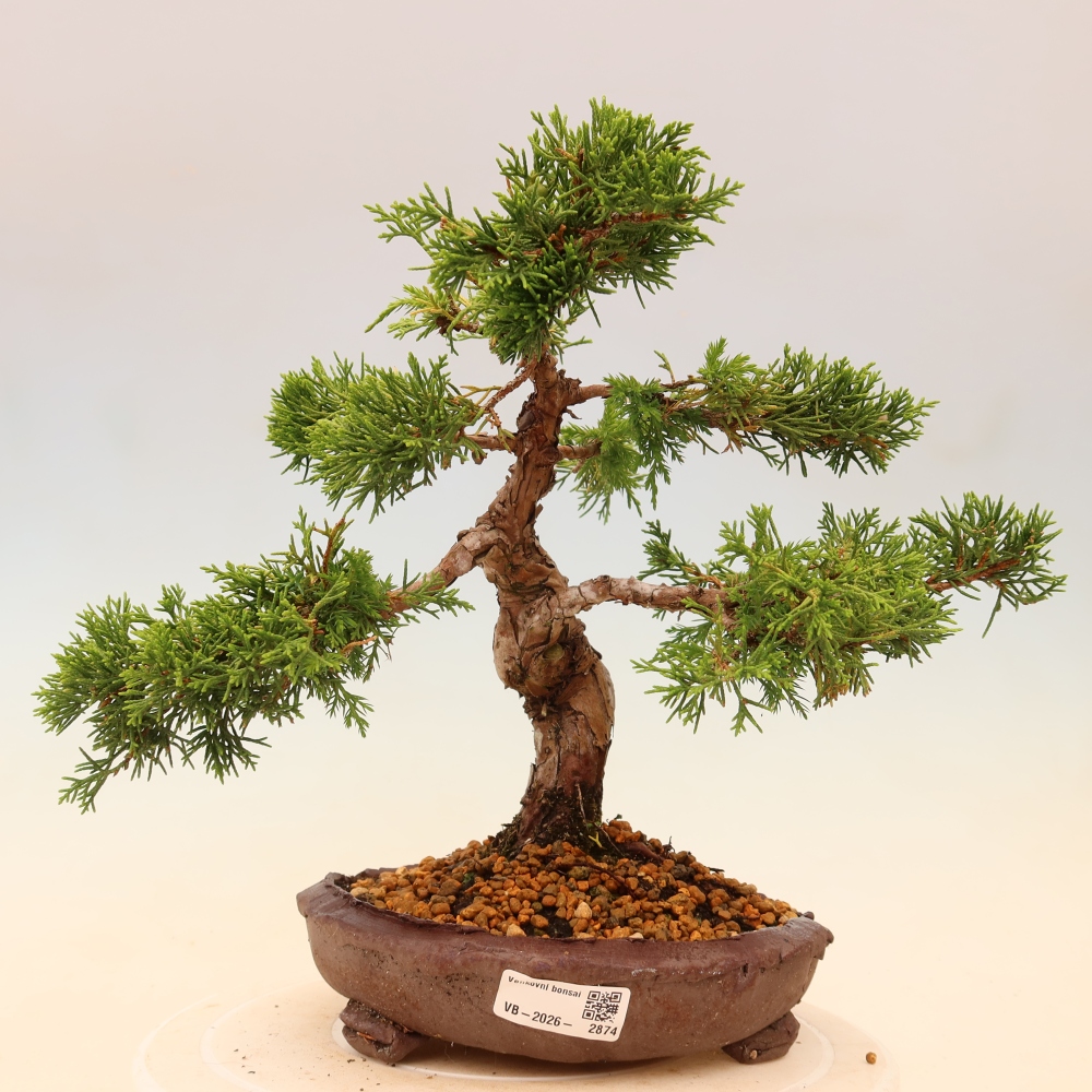 Kültéri bonsai - Juniperus chinensis Itoigawa