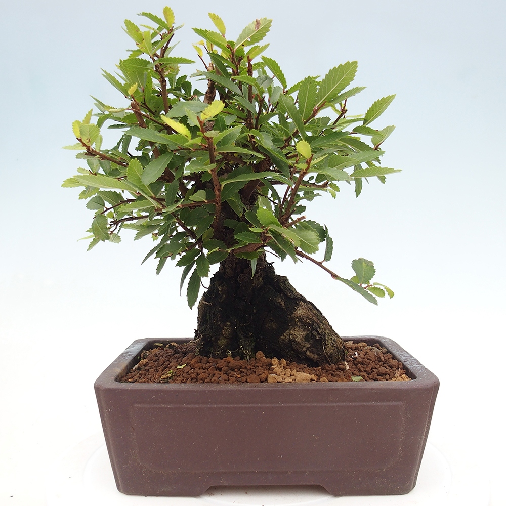 Kültéri bonsai - Zelkova - Zelkova NIRE