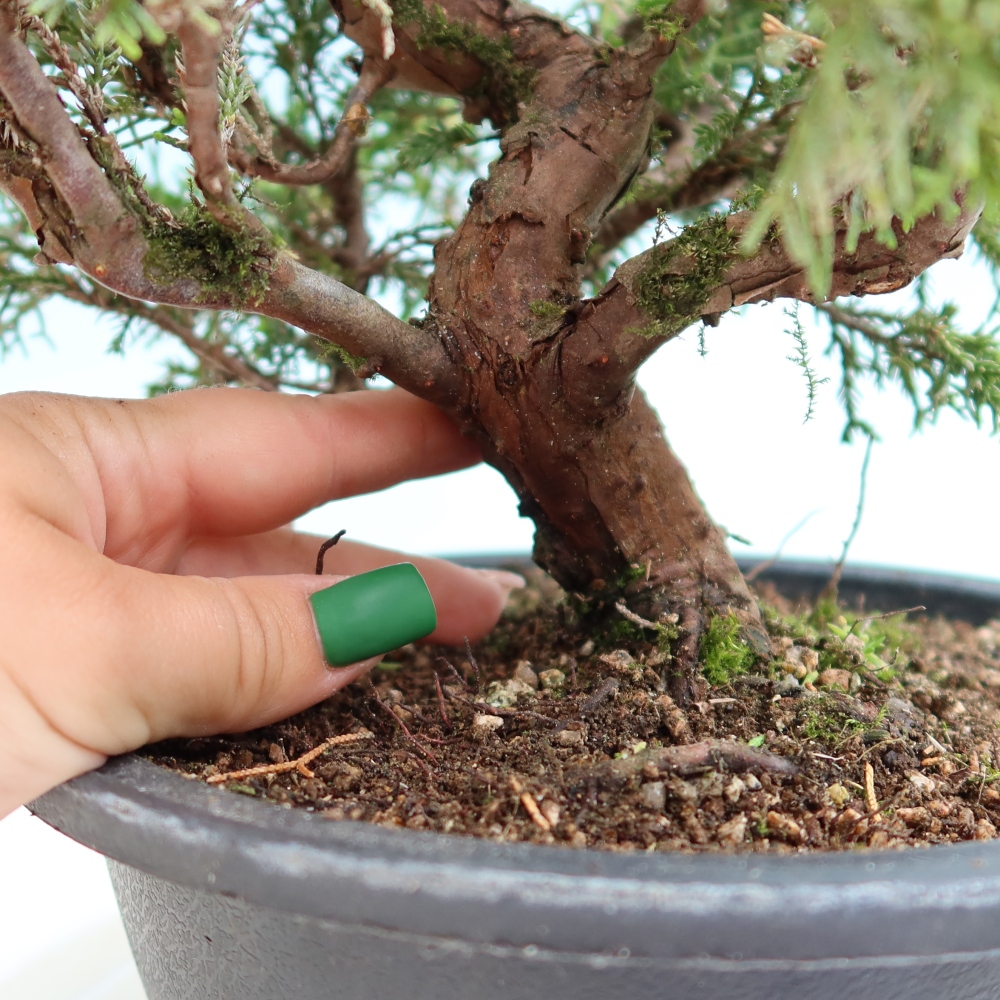 Kültéri bonsai - Juniperus chinensis Itoigawa-Juniperus chinensis