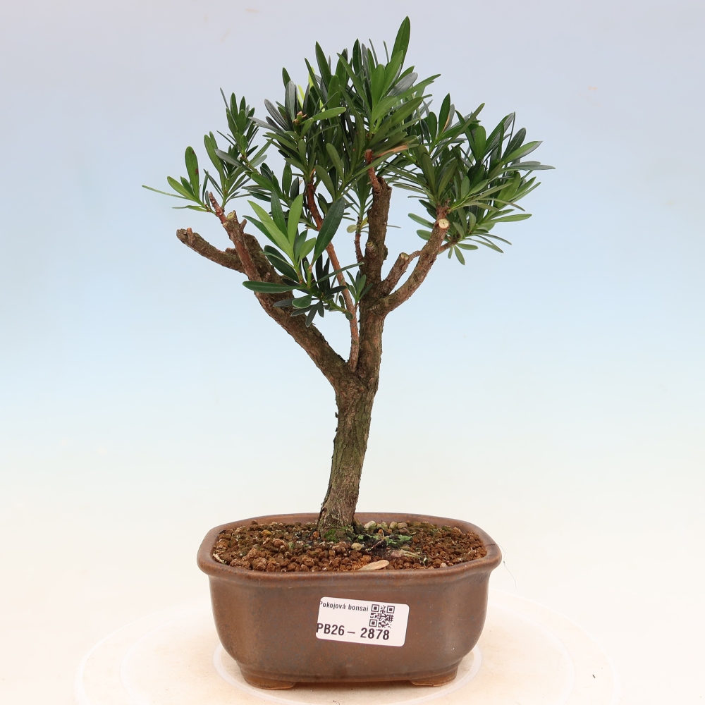 Szobai bonsai - Podocarpus - Kőtiszafa