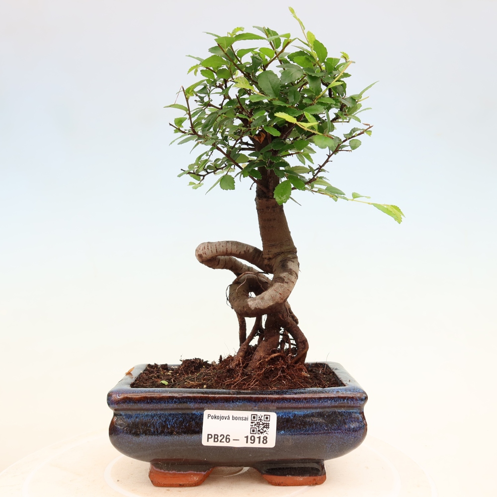 Szobai bonsai - Ulmus parvifolia - Kislevelű szilfa