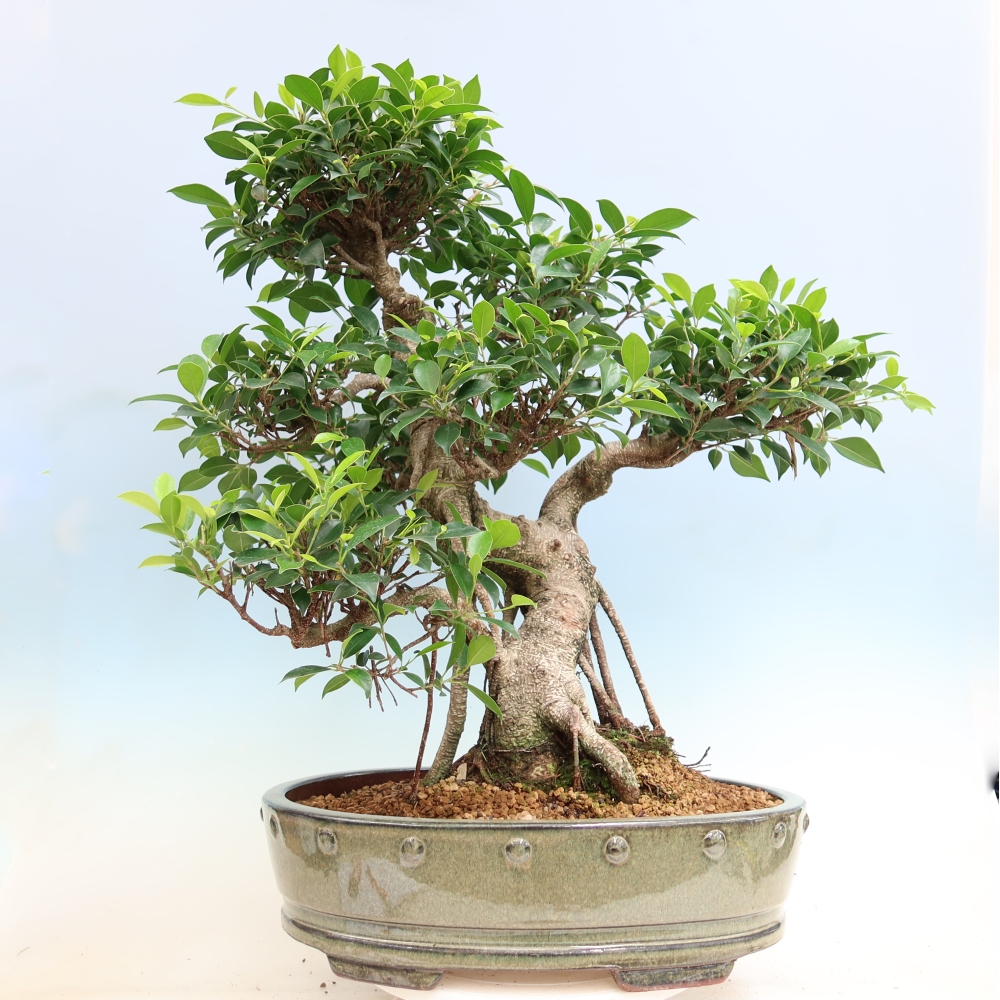 Szobai bonsai - Ficus kimmen - kislevelű fikusz