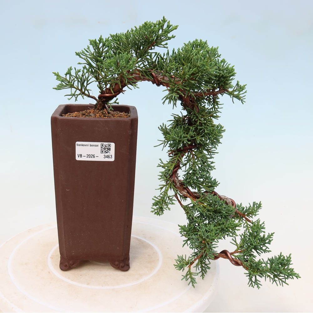 Kültéri bonsai - Juniperus chinensis Kishu