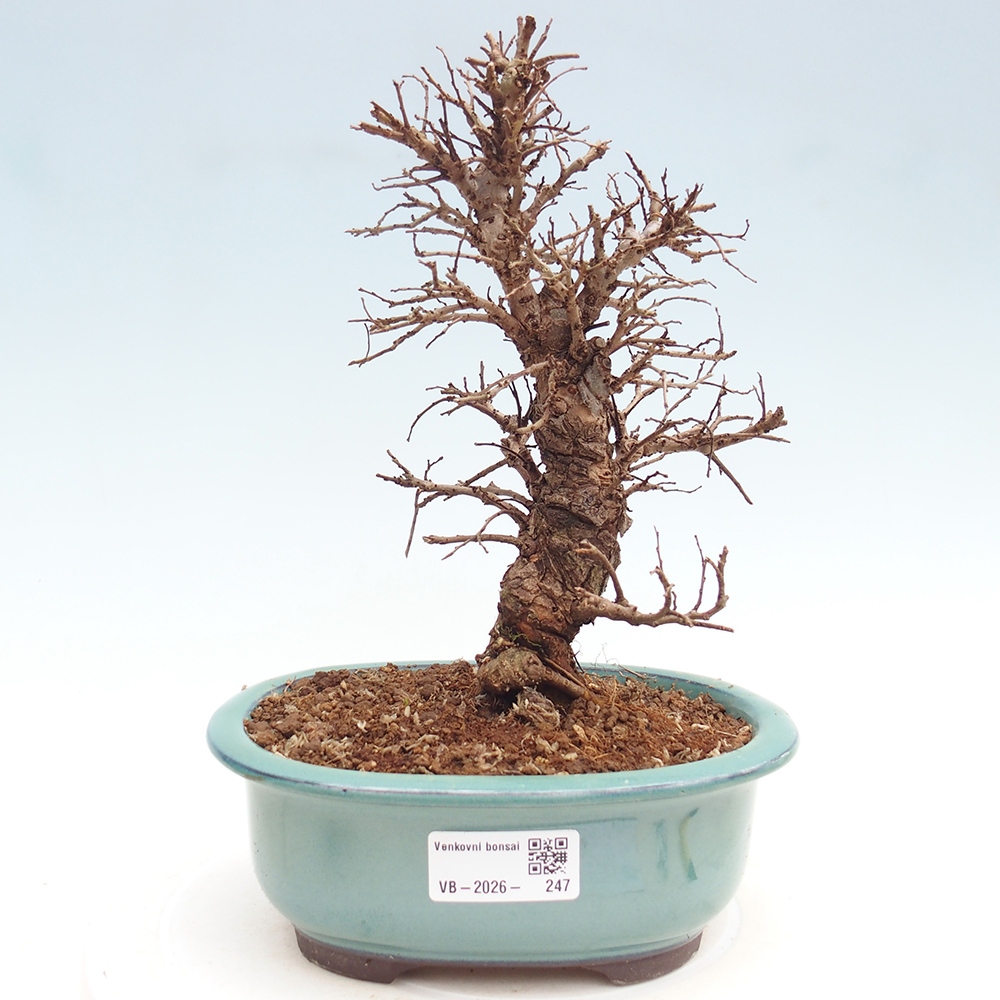 Kültéri bonsai - Zelkova - Zelkova NIRE