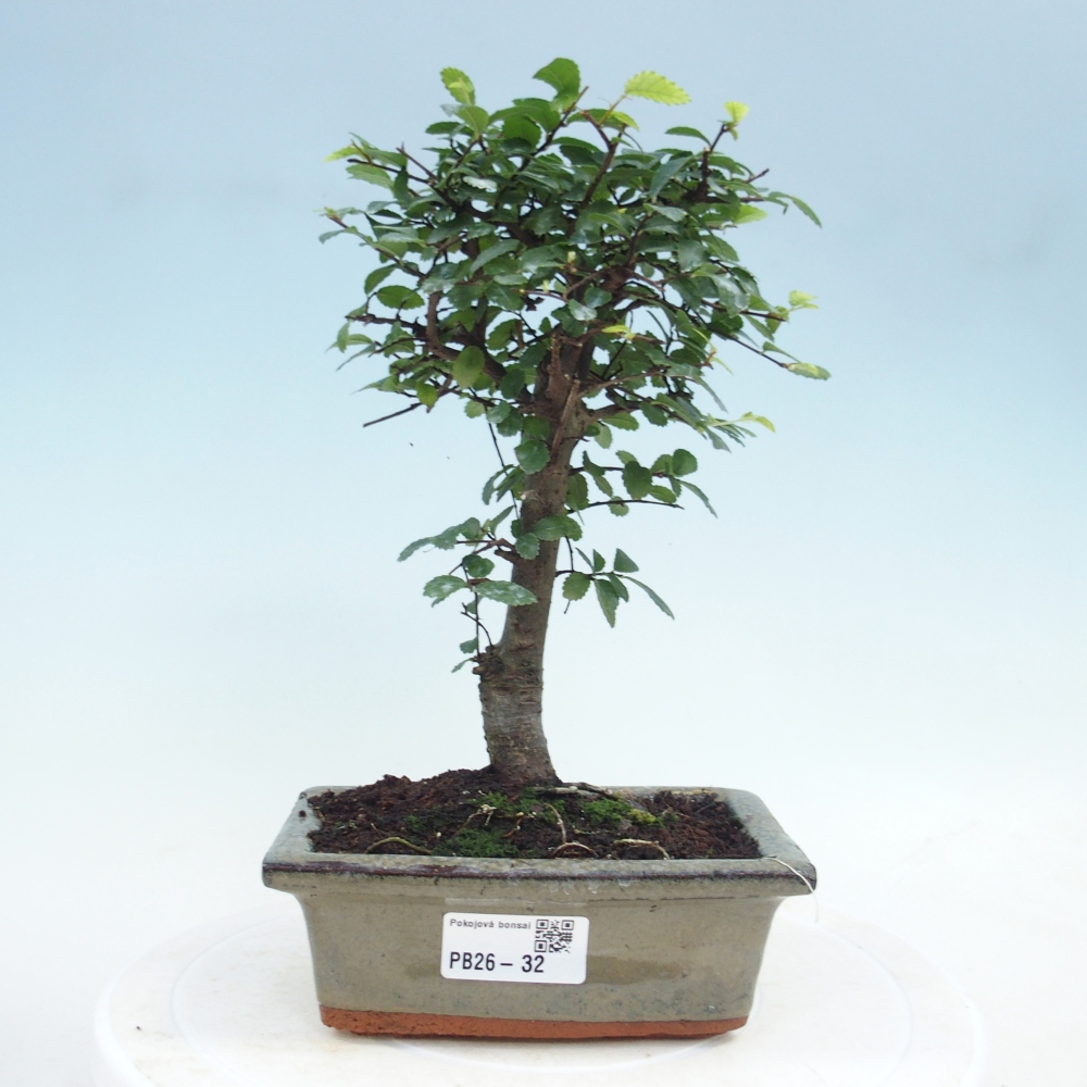 Szobai bonsai - Ulmus parvifolia - Kislevelű szilfa