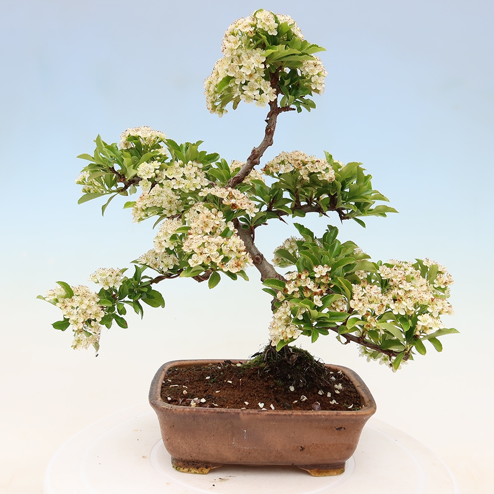 Kültéri bonsai – Pyracantha teton – Vörös tűszem