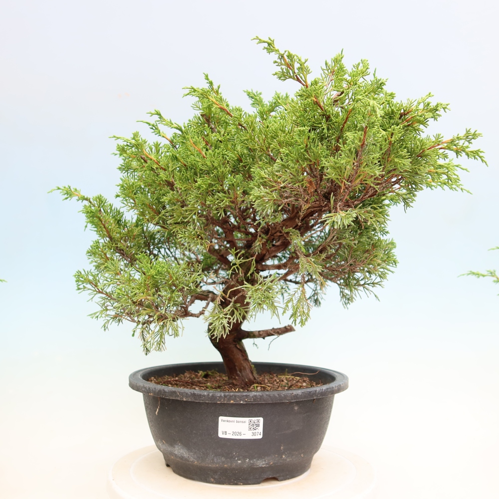 Kültéri bonsai - Juniperus chinensis Itoigawa-Juniperus chinensis