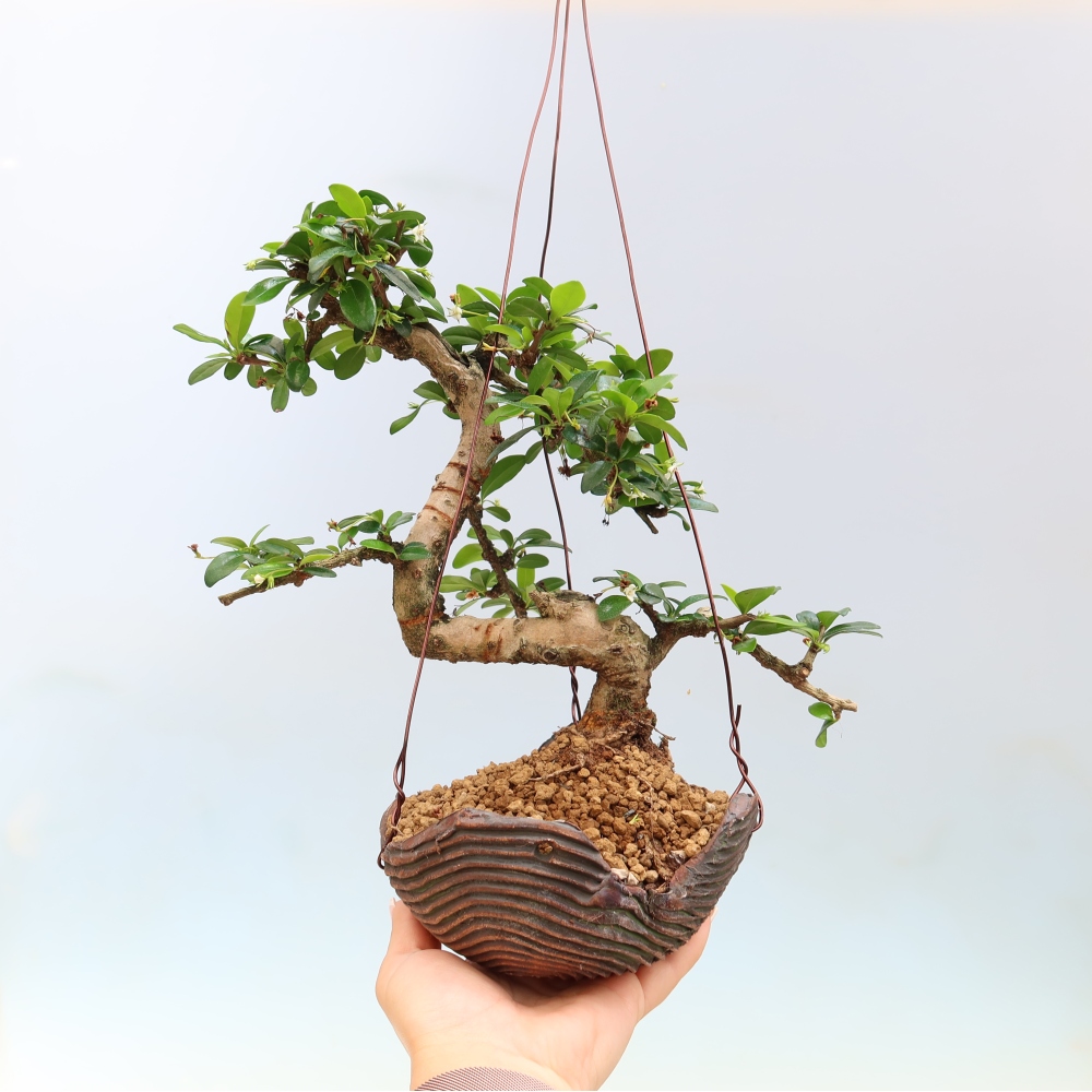 Kokedama kerámiában - Tea-fuki - Carmona macrophylla